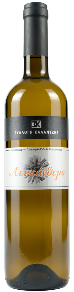 Λευκάνθεμο